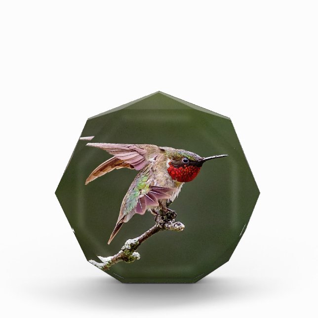 Hummingbird Stretches  Acrylic Award (Front)