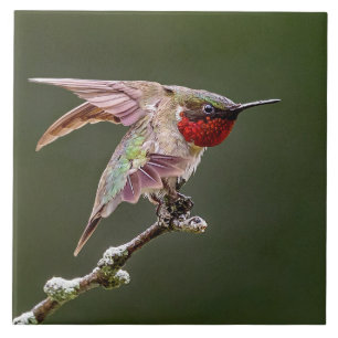 Hummingbird Stretches Ceramic Tile