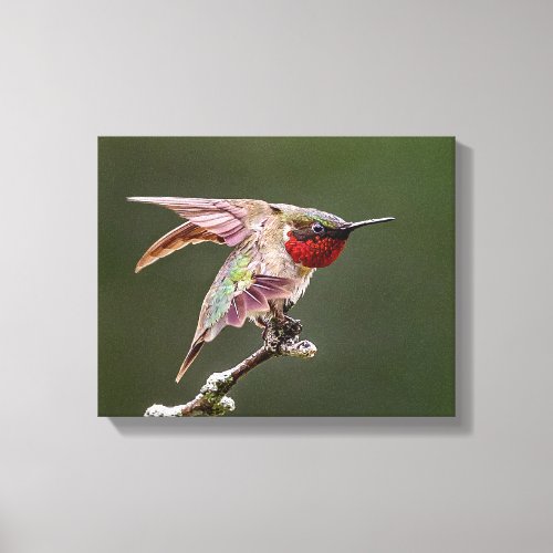 Hummingbird Stretches Photo Print