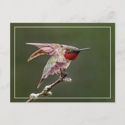 Hummingbird Stretches Postcard