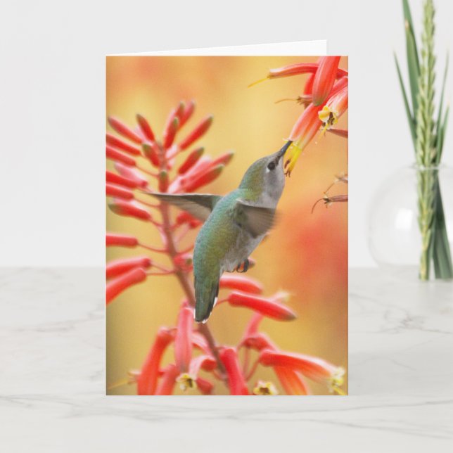 Hummingbird surrounded by red yucca holiday card (Front)
