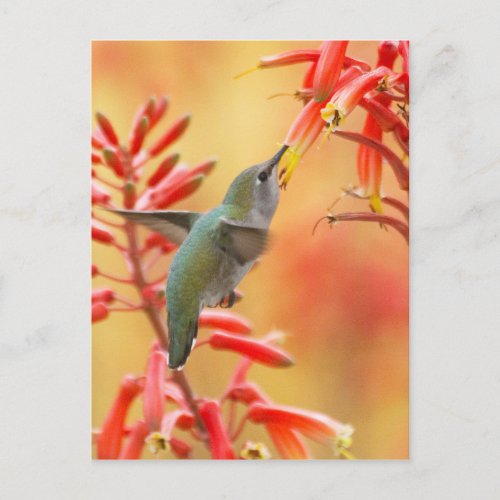 Hummingbird surrounded by red yucca postcard