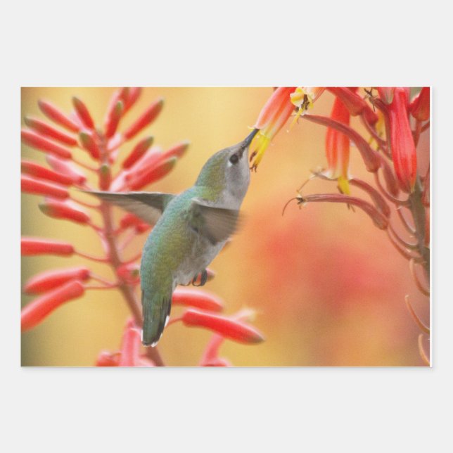 Hummingbird surrounded by red yucca wrapping paper sheets (Front 3)