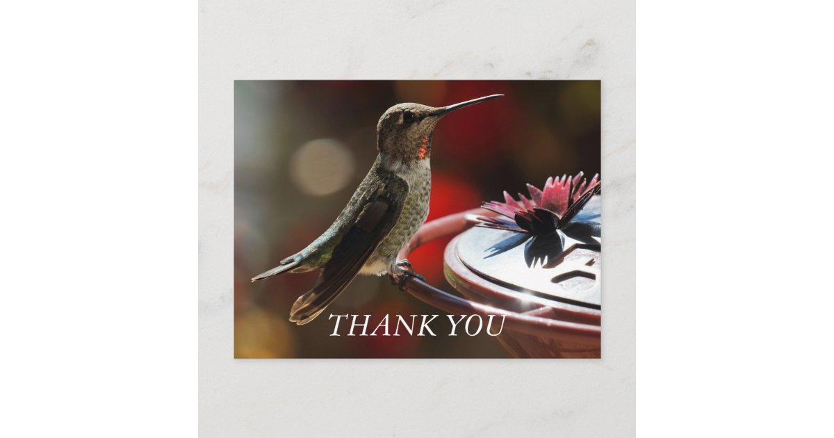 Hummingbird Thank You Card | Zazzle