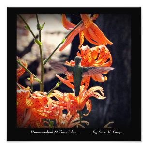 Hummingbird & Tiger Lilies Wall Art Print by Stan