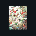 Hummingbird, Trochilidae Kolibris by Ernst Haeckel Canvas Print<br><div class="desc">Hummingbird,  Trochilidae Kolibris by Ernst Haeckel Canvas Print“Vintage illustration fine art drawing”,  “Ernst Haeckel”,  “Trochilidae Kolibris”,  “nature bird hummingbird animals”,  “colorful hummingbirds”,  “science scientific artwork Filicinae”,  “biologist marine aves neornithes birds”,  “Art Forms in Nature”,  “artistic victorian embryophyta biology”,  “Kunstformen der Natur”</div>