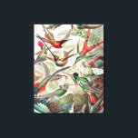 Hummingbird, Trochilidae Kolibris by Ernst Haeckel Canvas Print<br><div class="desc">Hummingbird,  Trochilidae Kolibris by Ernst Haeckel Canvas Print“Vintage illustration fine art drawing”,  “Ernst Haeckel”,  “Trochilidae Kolibris”,  “nature bird hummingbird animals”,  “colorful hummingbirds”,  “science scientific artwork Filicinae”,  “biologist marine aves neornithes birds”,  “Art Forms in Nature”,  “artistic victorian embryophyta biology”,  “Kunstformen der Natur”</div>