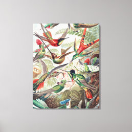 Hummingbird, Trochilidae Kolibris by Ernst Haeckel Canvas Print