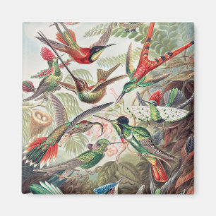 Hummingbird, Trochilidae Kolibris by Ernst Haeckel Magnet