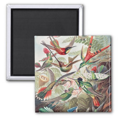 Hummingbird Trochilidae Kolibris by Ernst Haeckel Magnet