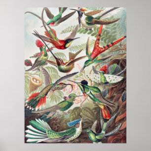 Hummingbird, Trochilidae Kolibris by Ernst Haeckel Poster