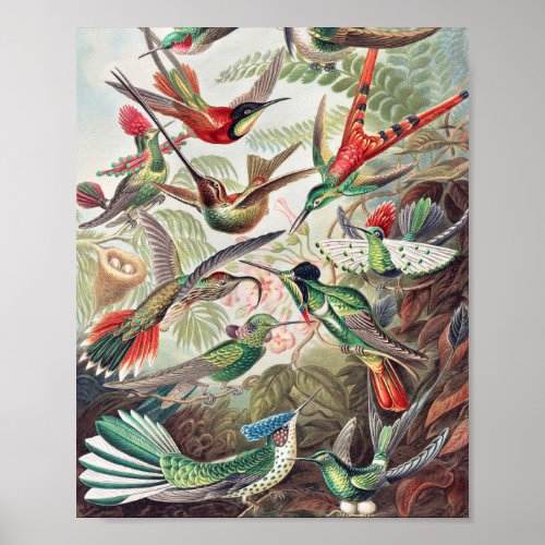 Hummingbird Trochilidae Kolibris by Ernst Haeckel Poster