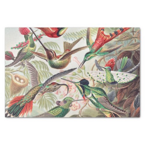 Hummingbird Trochilidae Kolibris by Ernst Haeckel Tissue Paper