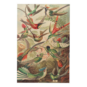 Hummingbird, Trochilidae Kolibris by Ernst Haeckel Wood Wall Art