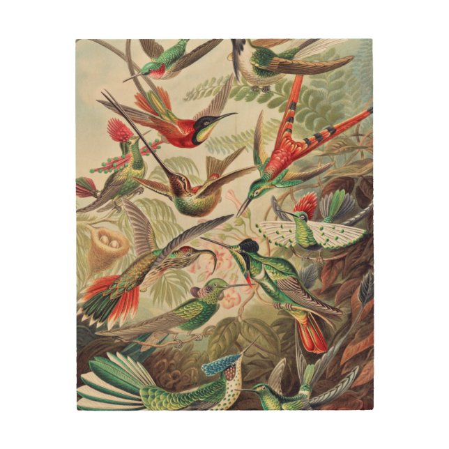 Hummingbird, Trochilidae Kolibris by Ernst Haeckel Wood Wall Art (Front)