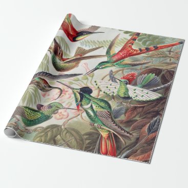 Hummingbird, Trochilidae Kolibris by Ernst Haeckel Wrapping Paper