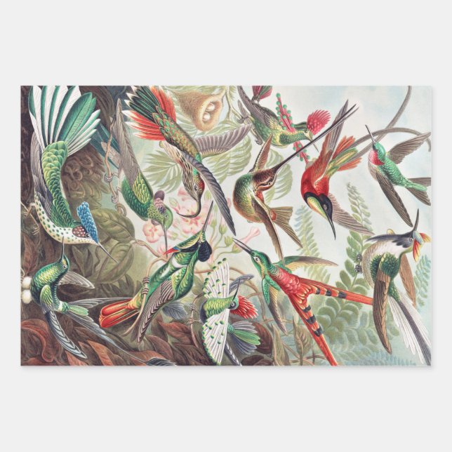 Hummingbird, Trochilidae Kolibris by Ernst Haeckel Wrapping Paper Sheets (Front)