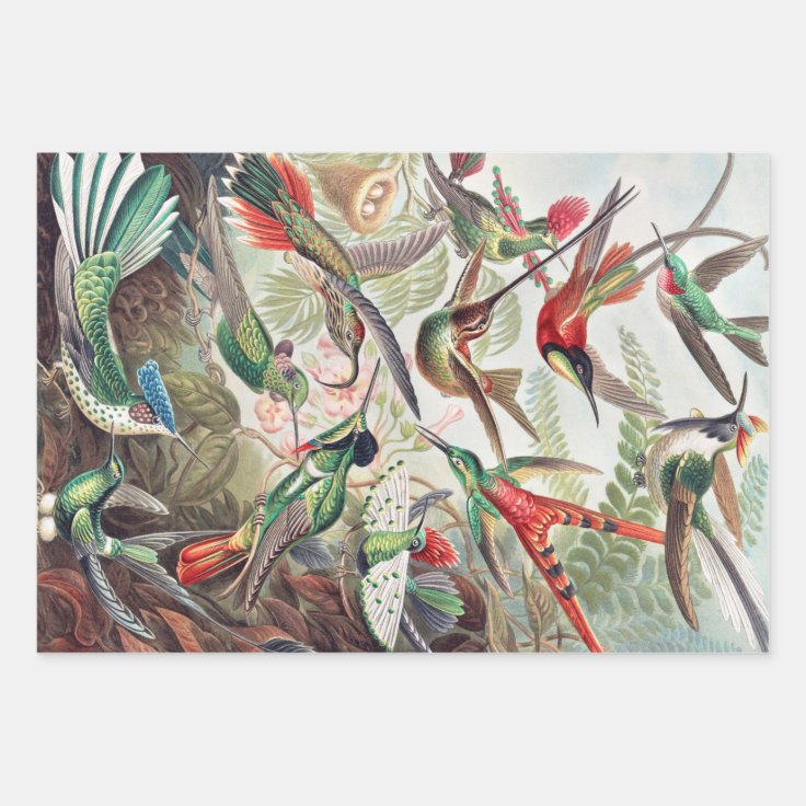 Hummingbird, Trochilidae Kolibris by Ernst Haeckel Wrapping Paper ...