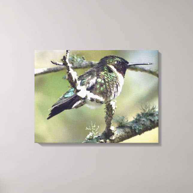 Hummingbird wall art Canvas  (Front)
