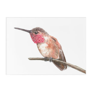 Hummingbird watercolor acrylic print