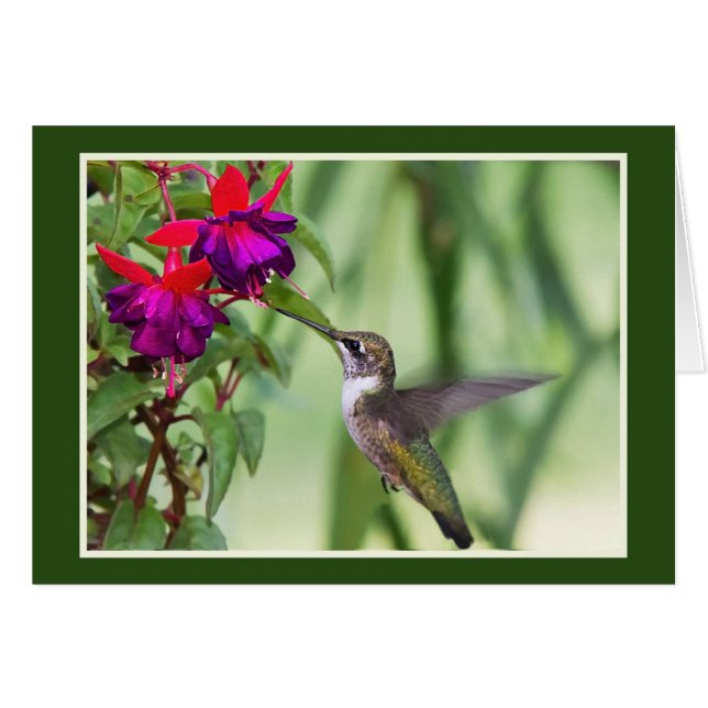 Hummingbird With Fuchsia Cards (Front Horizontal)