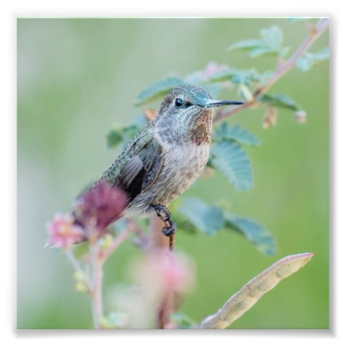Hummingbird with pink flower photo print