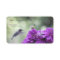 Hummingbird with purple dahlias