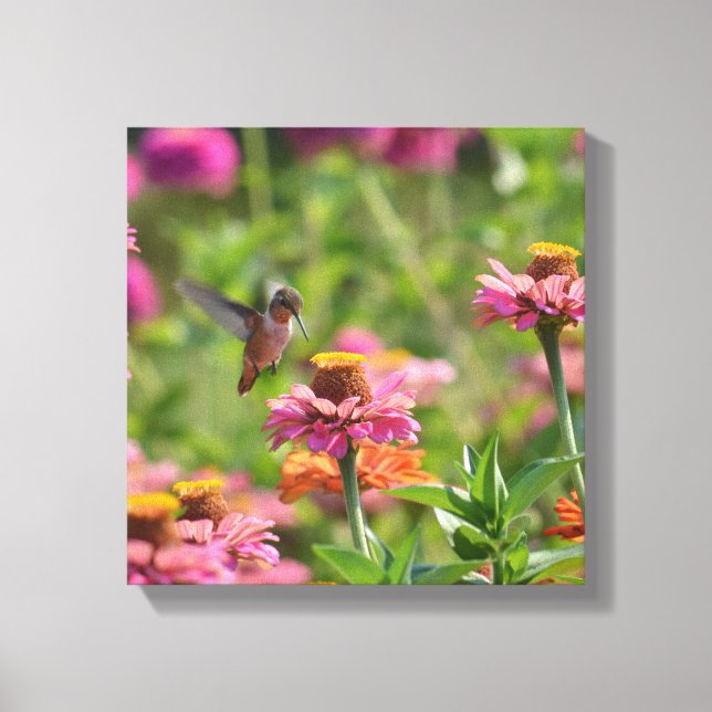 Hummingbird with Zinnia Flowers Canvas Print (Front)