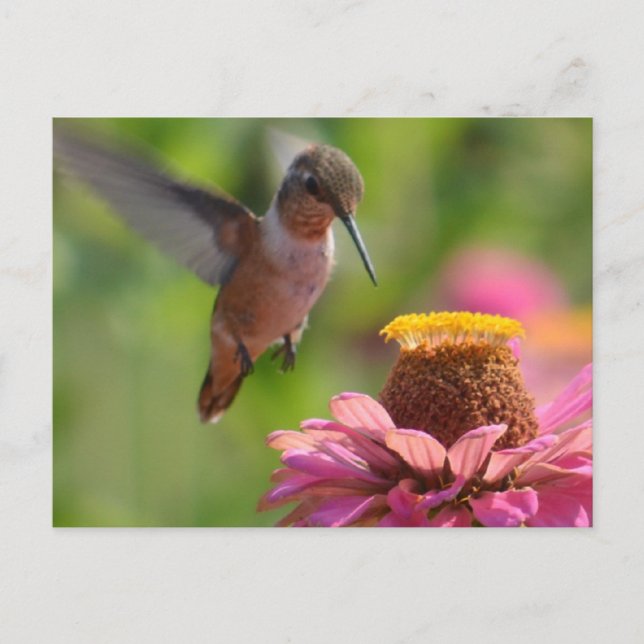 Hummingbird with Zinnias Postcard (Front)