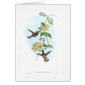 Hummingbirds (Front)