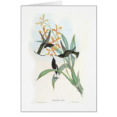 Hummingbirds (Front)