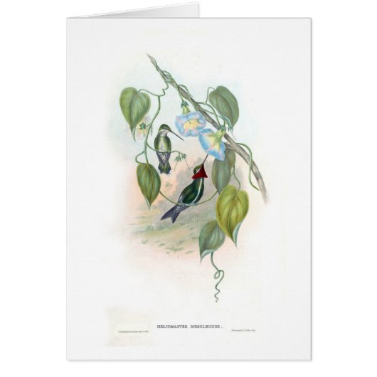 Hummingbirds (Front)