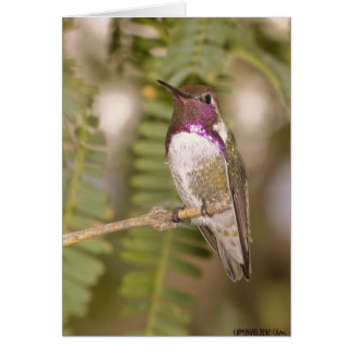 Hummingbirds068 Cards