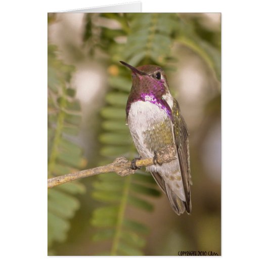 Hummingbirds068 Cards (Front)