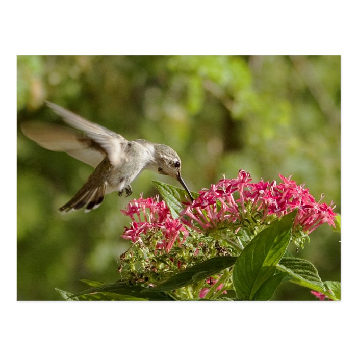 Hummingbirds 105 postcards