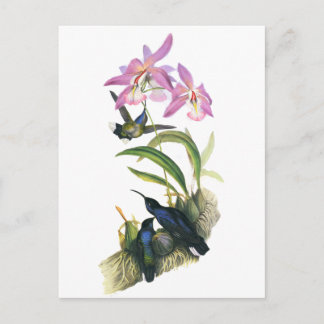 Hummingbirds and Pink Orchids Postcard