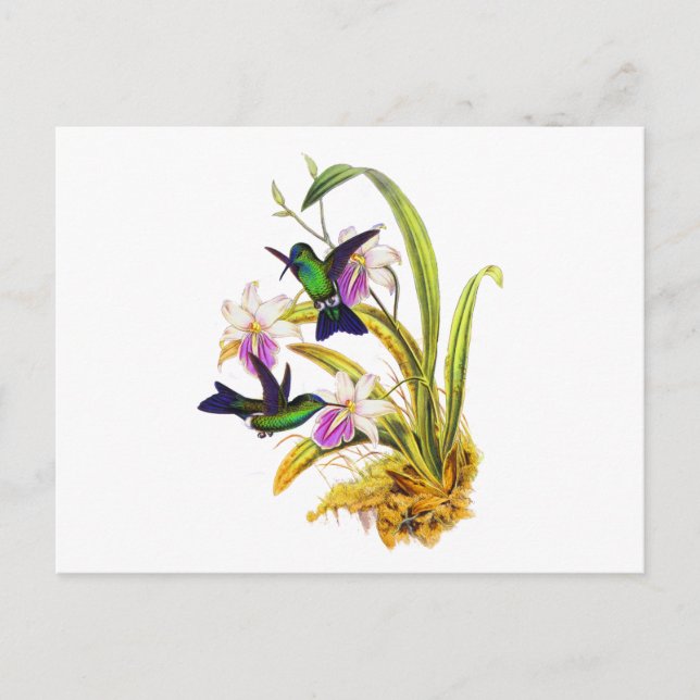 Hummingbirds and Purple Orchids Postcard (Front)