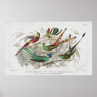 Hummingbirds Antique Lithograph print