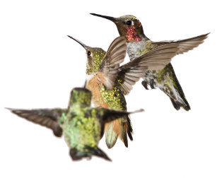 Hummingbird Bath Accessory Sets Zazzle Hummingbirds Bathroom Set