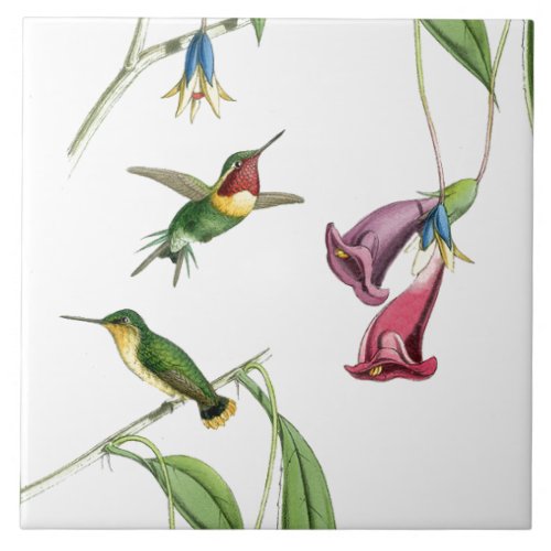 Hummingbirds Birds Flowers Floral Animals Wildlife Tile