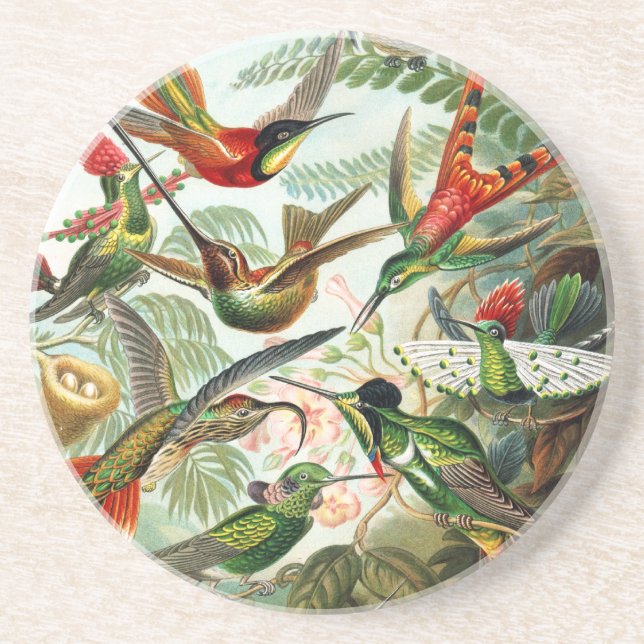 Hummingbirds by Ernst Haeckel Drink Coaster (Front)