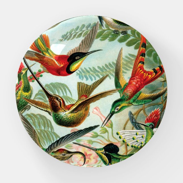 Hummingbirds by Ernst Haeckel  Paperweight (Front)
