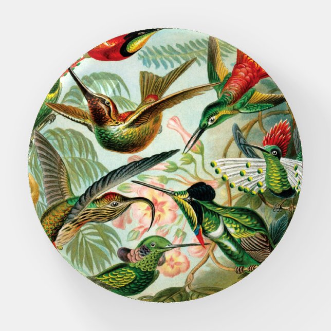 Hummingbirds by Ernst Haeckel Paperweight (Front)