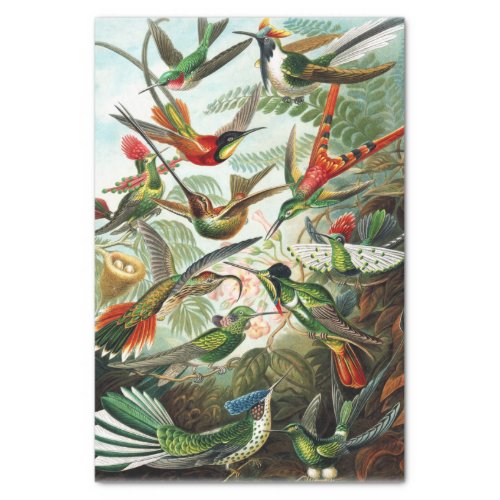 Hummingbirds by Ernst Haeckel  Tissue Paper