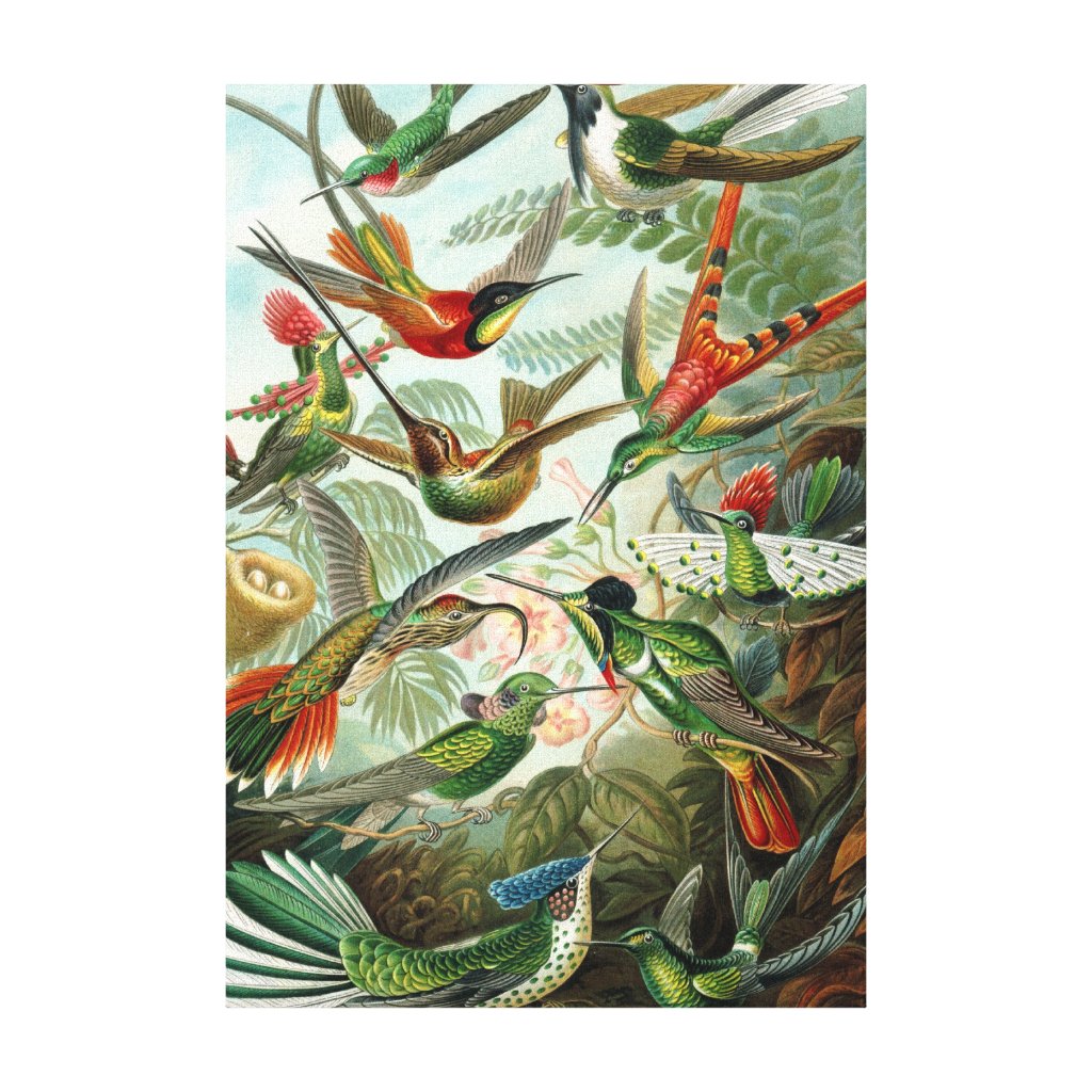 Hummingbirds by Ernst Haeckel, Vintage Birds Trees Canvas Print