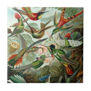 Hummingbirds by Ernst Haeckel, Vintage Birds Trees Ceramic Tile
