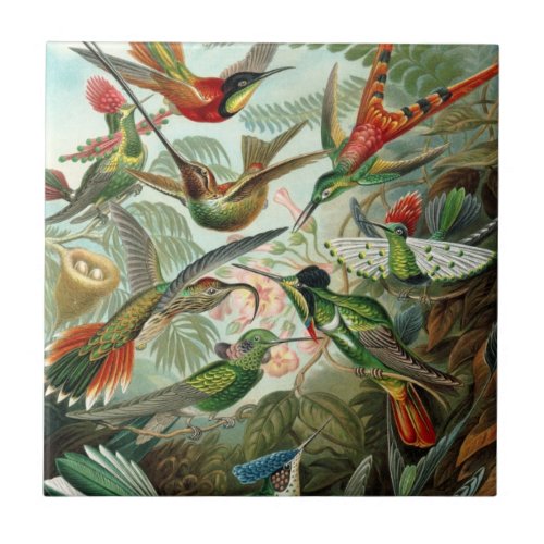 Hummingbirds by Ernst Haeckel Vintage Birds Trees Ceramic Tile