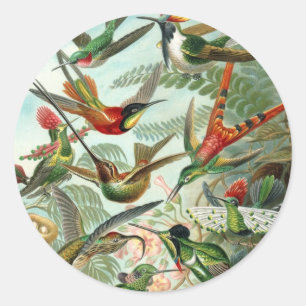 Hummingbirds by Ernst Haeckel, Vintage Birds Trees Classic Round Sticker