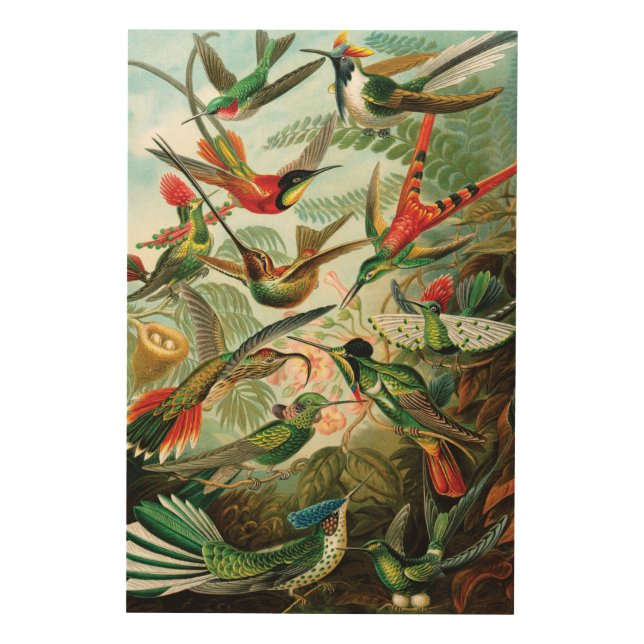 Hummingbirds by Ernst Haeckel Wood Wall Art (Front)