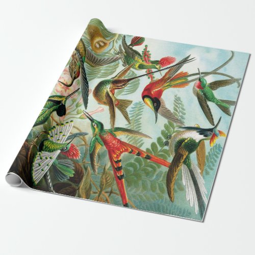 Hummingbirds by Ernst Haeckel Wrapping Paper